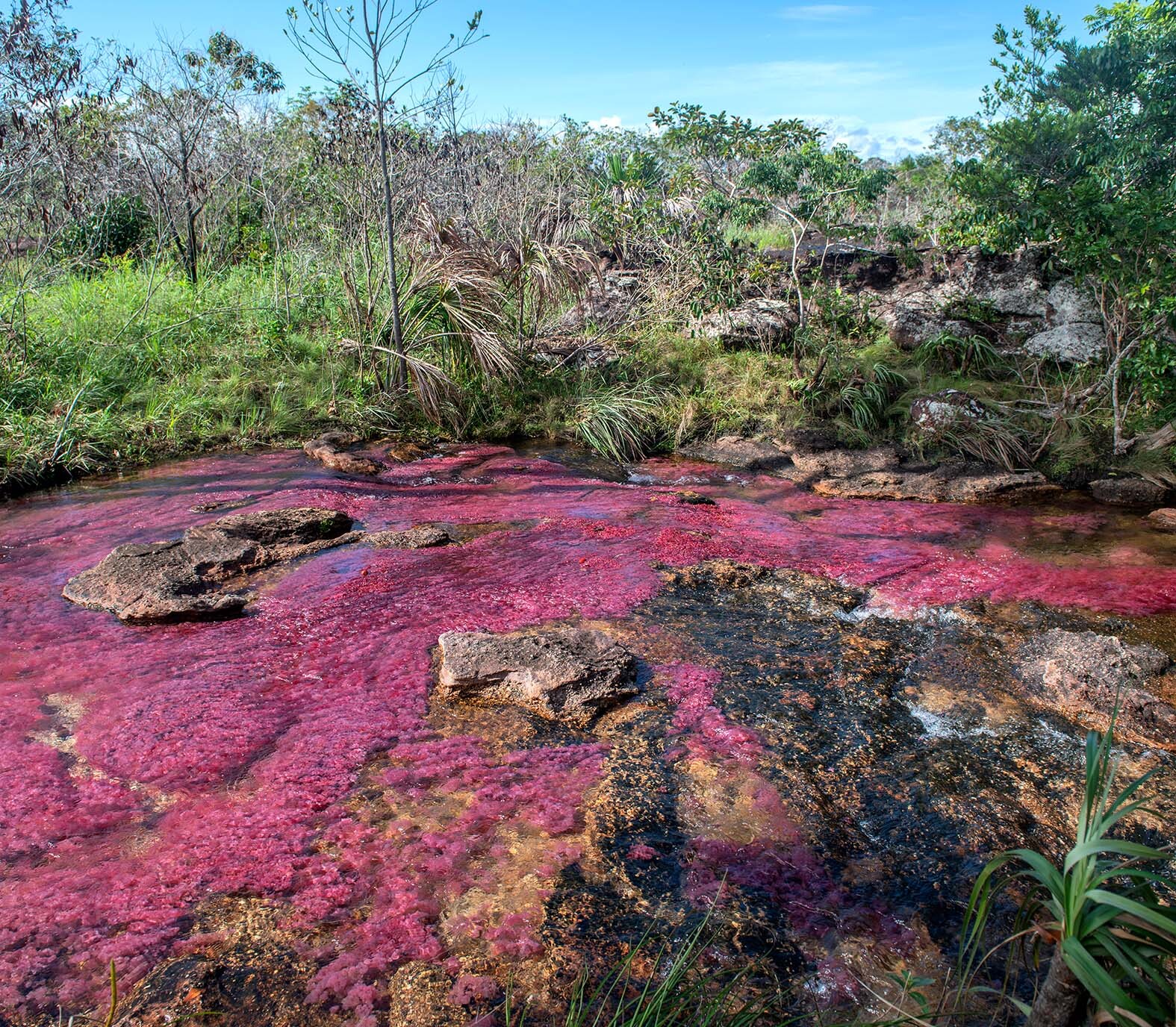 Cano Cristales Colombia 494