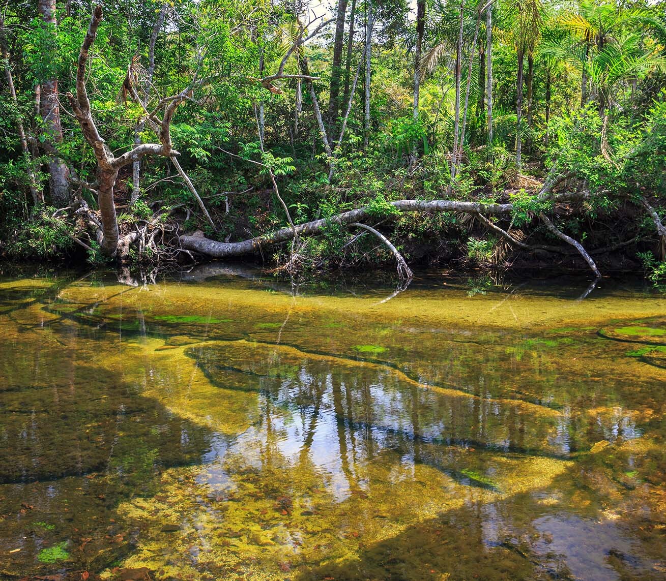 Cano Cristales Colombia 7894