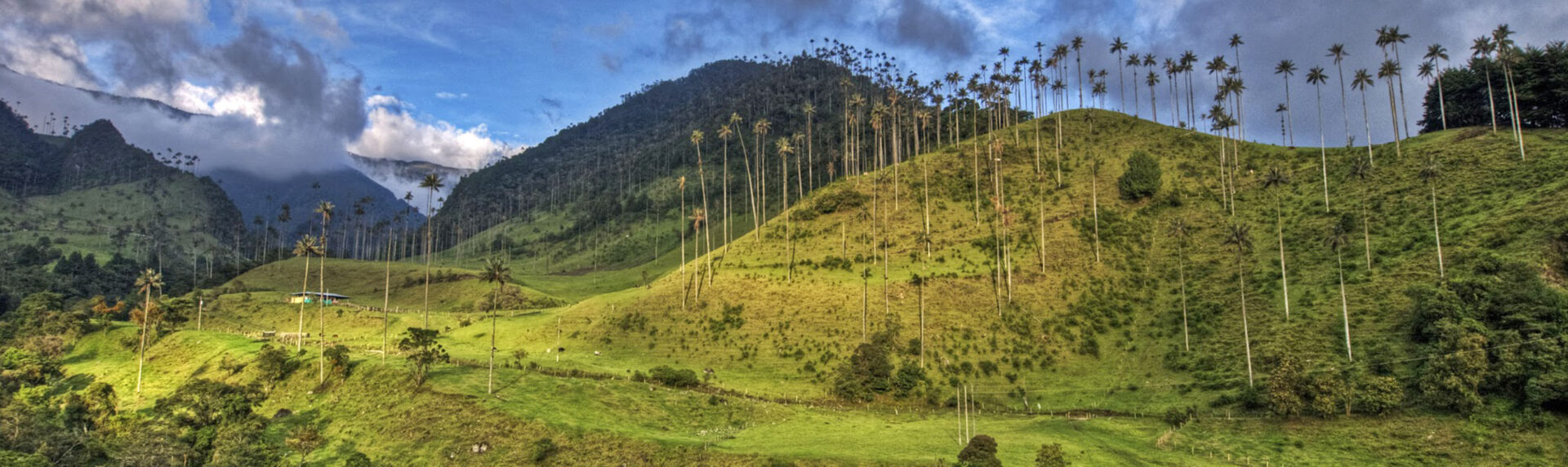 Colombia Expert Salento  Cocora 1