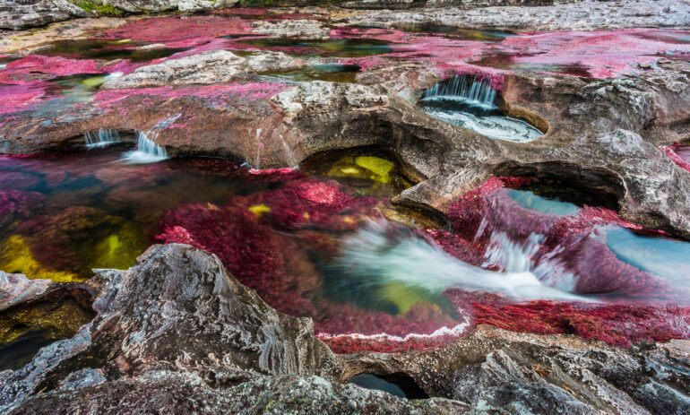 Cano Cristales4 Colombia Specialist Reis