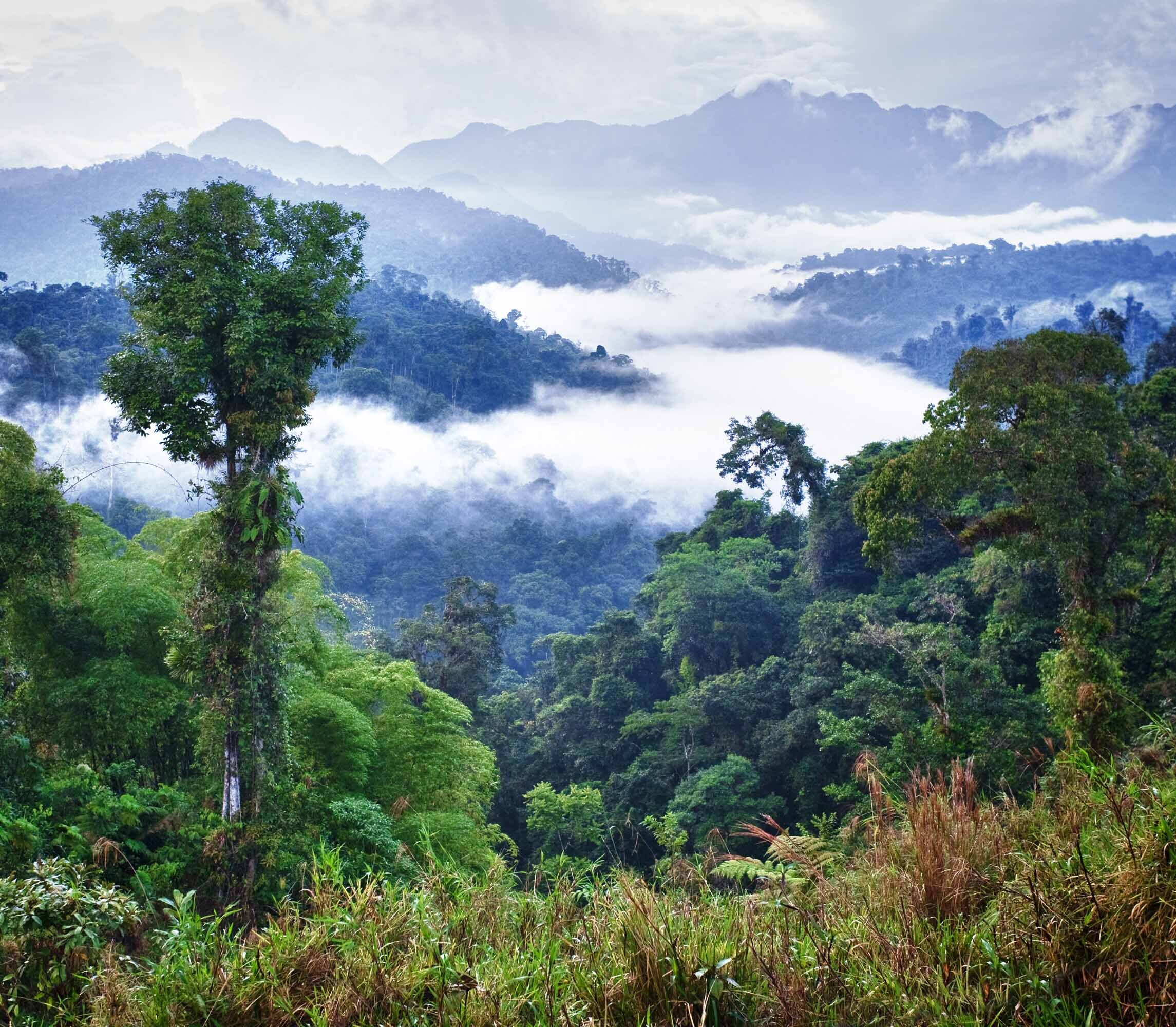 Ecuador Cloudforest Nevelwoud 6