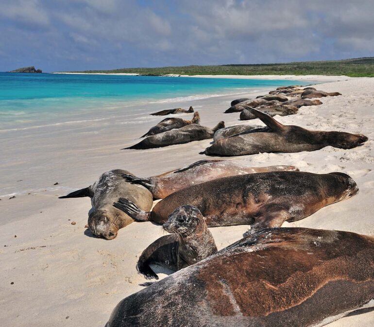 Galapagos Animals Sealions 1