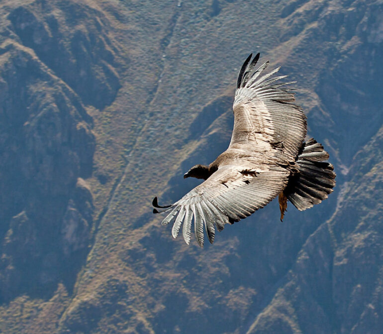 Atacama Peru Reizen Condor
