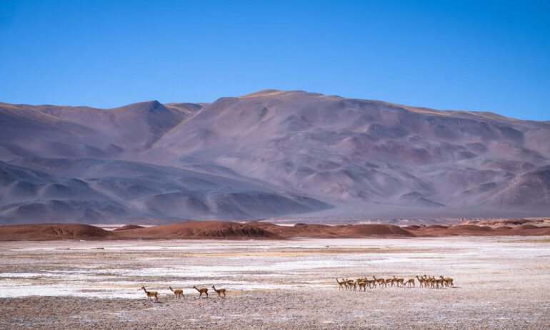 Puna Argentina Expedition Antofalla Atacama Be
