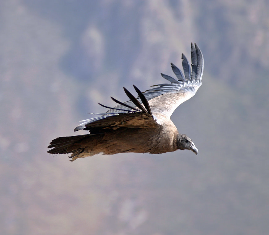 Peru Reizen Condor